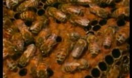 养蜂技术视频